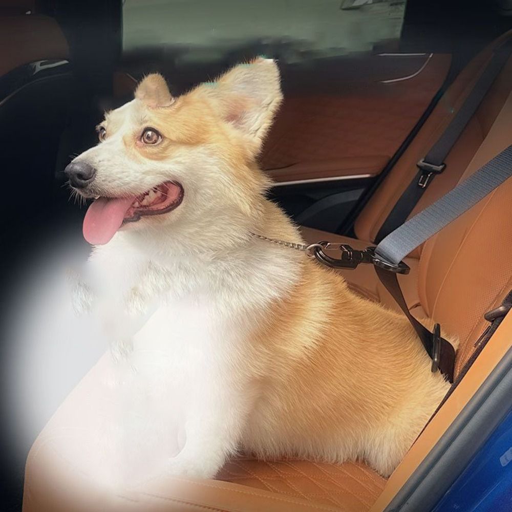 Anti-interference Pet Safety B - Swing Seat Belt ulasan dan harga